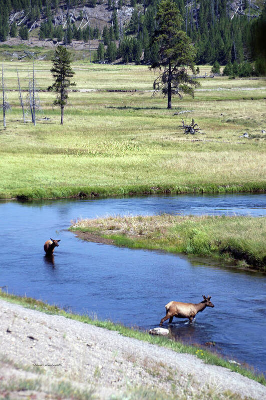 Yellowstone National Park Art Print featuring the photograph Yellowstone Park Elk In August Vertical by Thomas Woolworth
