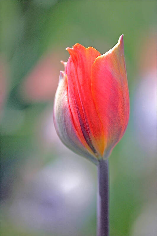 Tulip Art Print featuring the photograph Youthful Exuberance by Rona Black