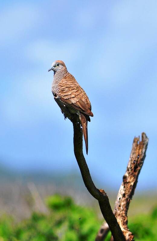 Zebra Dove Art Print featuring the photograph Zebra Dove by Andrew Dinh
