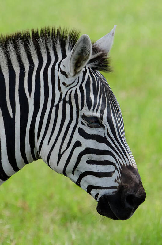 Zebra Art Print featuring the photograph Zebra Head Profile on Savannnah by Artful Imagery