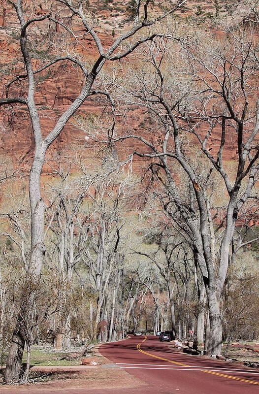 Zion Art Print featuring the photograph Zion At Kayenta Trail by Viktor Savchenko