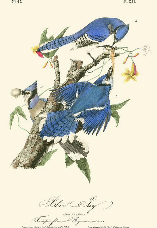 Antique Art Print featuring the painting Audubon Blue Jays #1 by John James Audubon