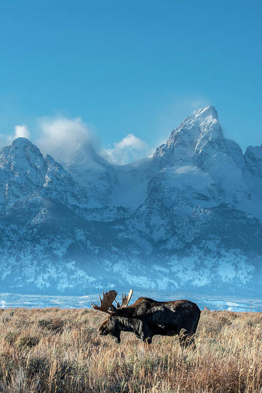 Antlers Art Print featuring the photograph Bull Moose Portrait With Grand Teton #1 by Howie Garber