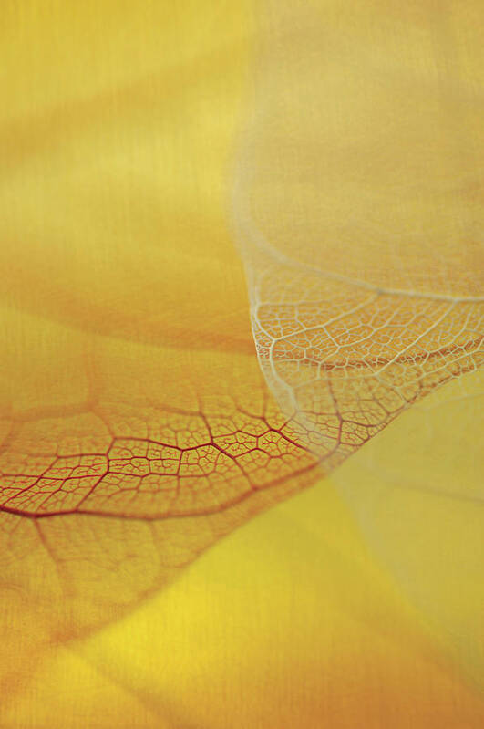 Natural Pattern Art Print featuring the photograph Close-up Of A Dried Leaf Vein #1 by Glowimages