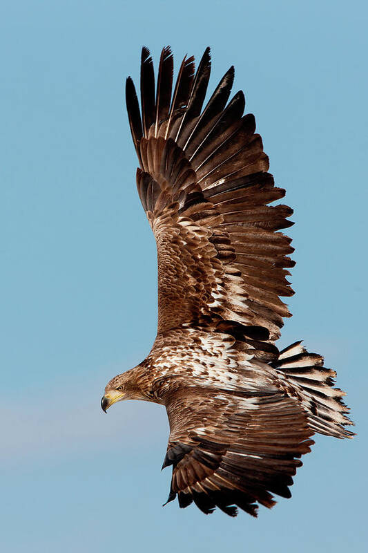 Hokkaido Art Print featuring the photograph Common Buzzard In Flight, Hokkaido #1 by Mint Images/ Art Wolfe