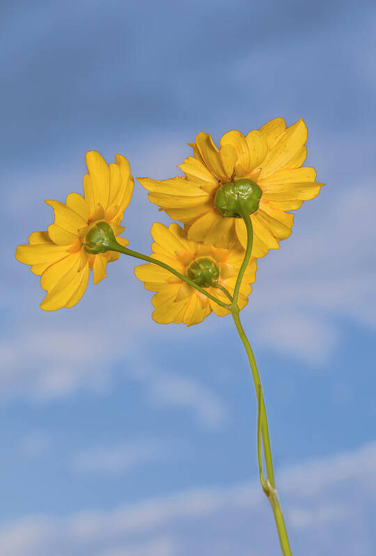 Photography Art Print featuring the photograph Coreopsis, Commonly Known As Tickseed #1 by Panoramic Images