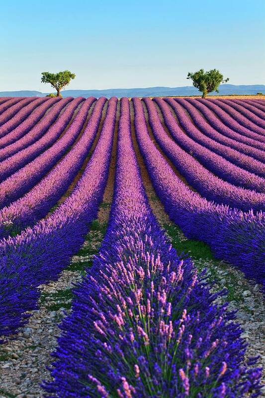 Estock Art Print featuring the digital art France, Provence-alpes-cote D'azur, Provence, Valensole, Lavender Fields Near Valensole #1 by Luigi Vaccarella