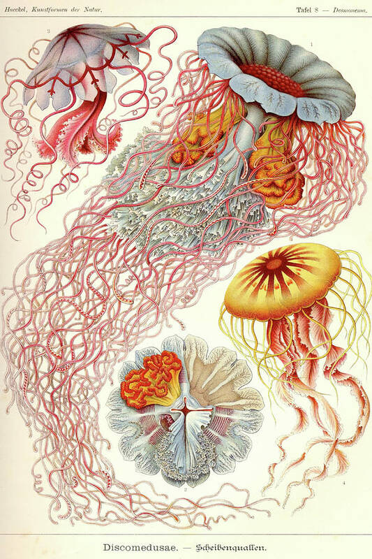 Discoomedusae Art Print featuring the painting Jelly Fish #1 by Ernst Haekel
