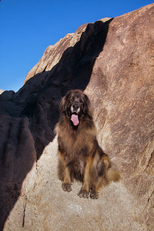 Adult Art Print featuring the photograph Leonberger On Granite Boulders #1 by Zandria Muench Beraldo