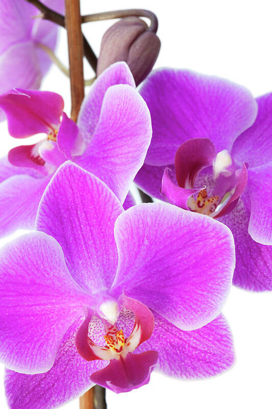 White Background Art Print featuring the photograph Lilac Orchid #1 by Andrew Dernie