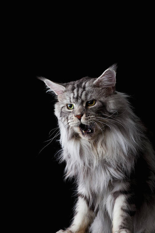 Three Quarter Length Art Print featuring the photograph Maine Coon Cat by Ultra.f
