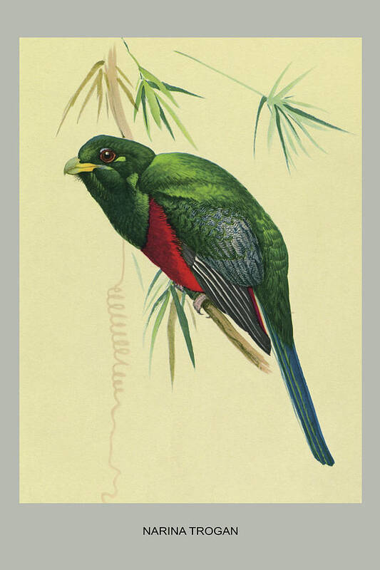 Birds Art Print featuring the painting Narina Trogon #1 by Louis Agassiz Fuertes