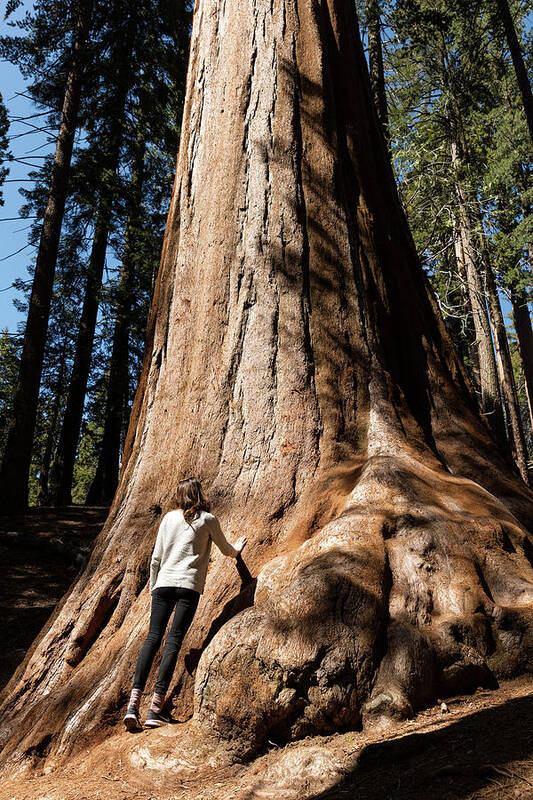 Woman Art Print featuring the photograph Rear View Of Woman Standing By Huge Tree Trunk At Sequoia National Park #1 by Cavan Images