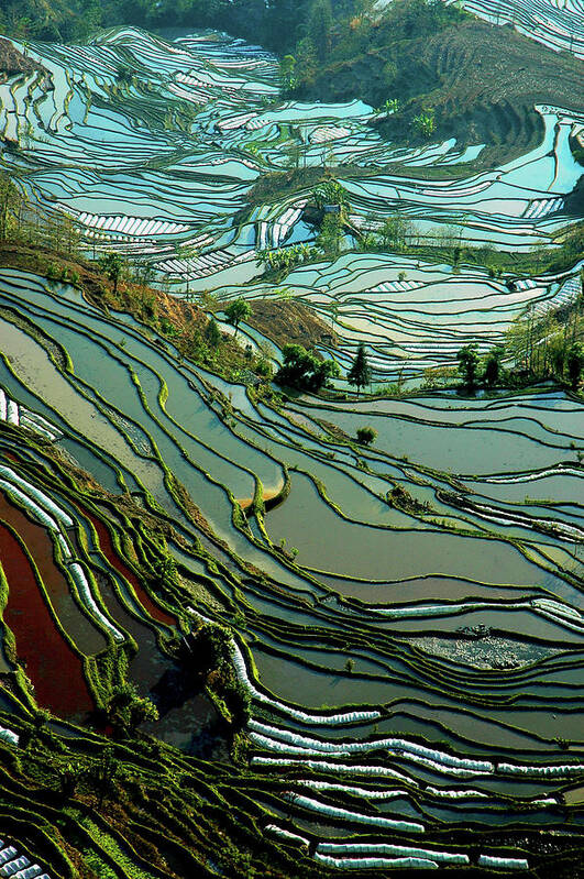 Rice Paddy Art Print featuring the photograph Rice Terrace #1 by Ichauvel