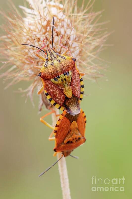 Arthropod Art Print featuring the photograph Shieldbugs Mating #1 by Heath Mcdonald/science Photo Library