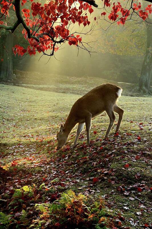 Animal Themes Art Print featuring the photograph Sika Deer In Morning Light #1 by Myu-myu