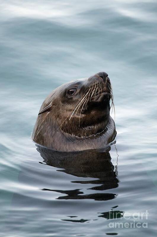 Africa Art Print featuring the photograph South African Fur Seal #1 by Tony Camacho/science Photo Library