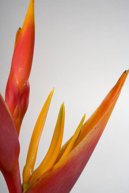 Orange Color Art Print featuring the photograph Studio Shot Of Orange And Red Heliconia #1 by Design Pics/tomas Del Amo