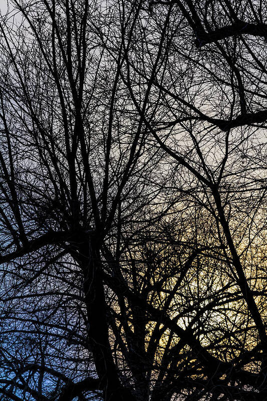 Sunset Sky And Trees Art Print featuring the photograph Sunset Sky and Trees #1 by Robert Ullmann