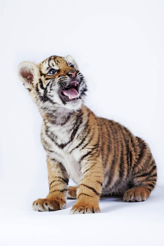 White Background Art Print featuring the photograph Tiger Cub Panthera Tigris Against White #1 by Martin Harvey