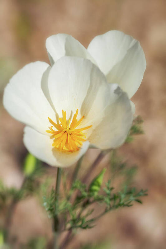 White Poppies Art Print featuring the photograph White Poppy #1 by Saija Lehtonen