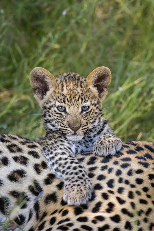 Suzi Eszterhas Art Print featuring the photograph Young Leopard Cub Atop Mother #1 by Suzi Eszterhas