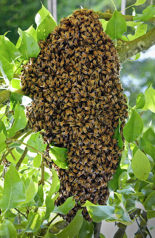 Honey Bees Swarming In A Plum Tree In The Cotswolds Art Print featuring the photograph 1161-1226 by Robert Harding Picture Library