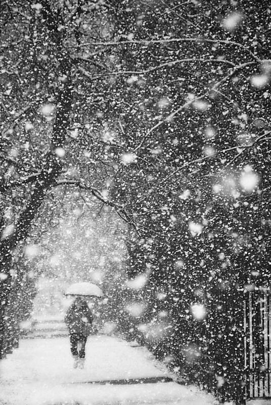 Snowfall Art Print featuring the photograph Winter Passengers #12 by Nicoleta Gabor