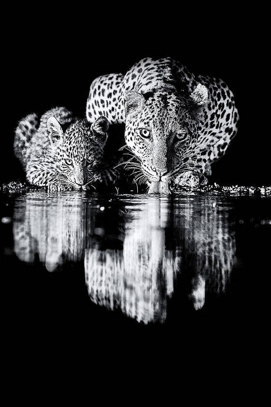 Leopard Art Print featuring the photograph #14 by Amnon Eichelberg