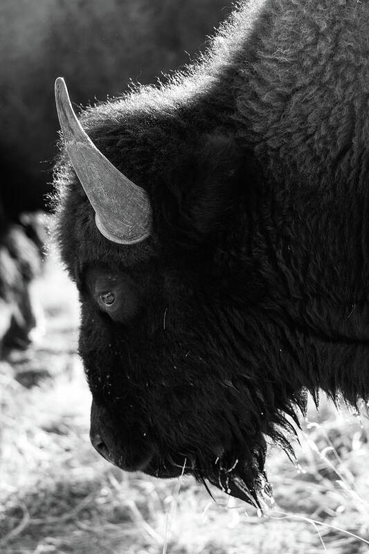 Bison Art Print featuring the photograph American Bison #2 by Philip Rodgers