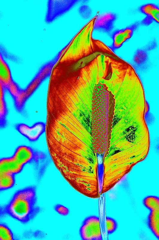 Flower Art Print featuring the photograph Fired Up Anthurium by Richard Henne