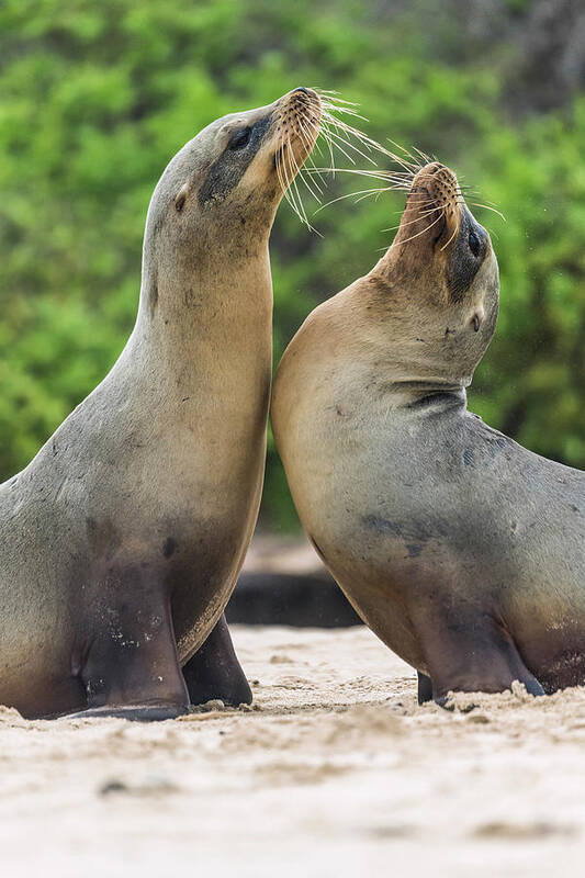 Animal Art Print featuring the photograph Galapagos Sea Lion Pair Greeting #2 by Tui De Roy