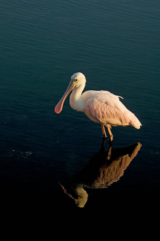 Animal Themes Art Print featuring the photograph Roseate Spoonbill #2 by Mark Newman