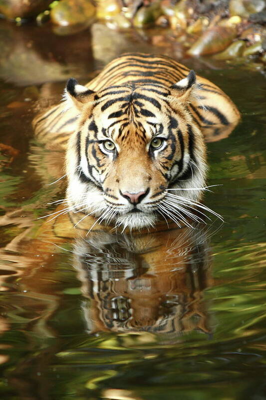 Big Cat Art Print featuring the photograph Tiger #2 by Craigrjd