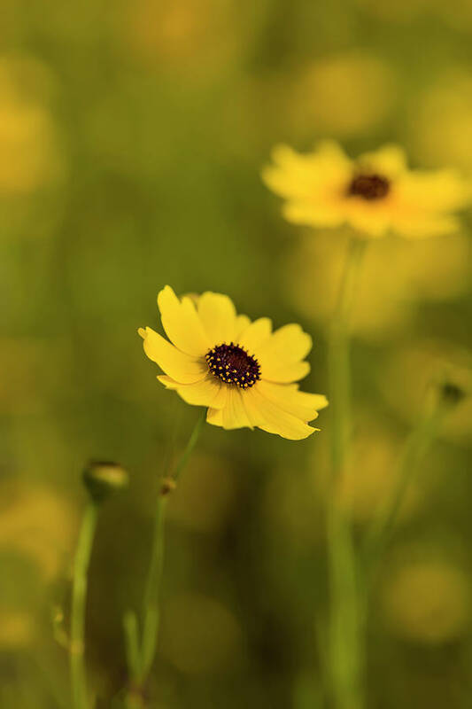 210679 Art Print featuring the photograph Coreopsis, Commonly Known As Tickseed #3 by Panoramic Images