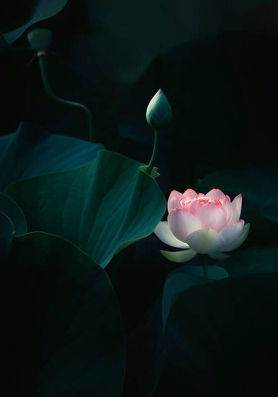 Lotus Flower Art Print featuring the photograph Lotus Flower #3 by Catherine W.