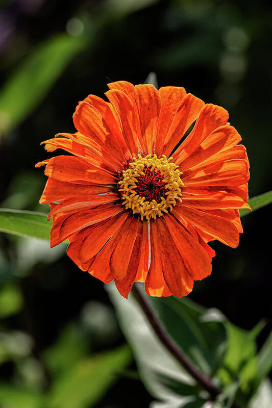 Zinnia Art Print featuring the photograph Zinnia #3 by Robert Ullmann