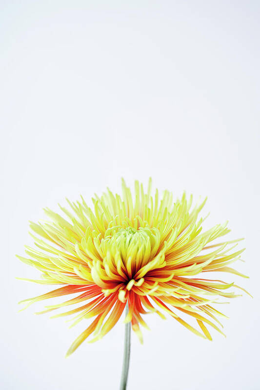White Background Art Print featuring the photograph Chrysanthemum Flower #4 by Nicholas Rigg