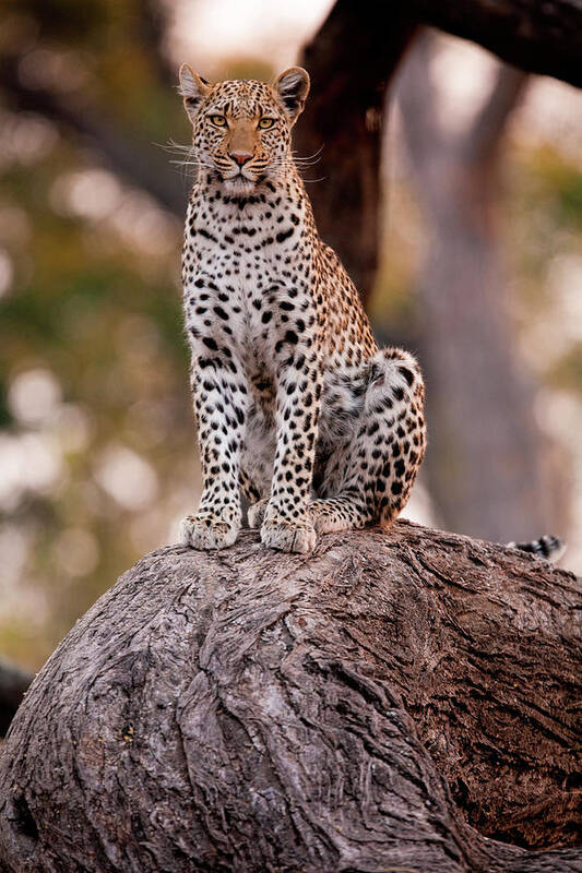 Botswana Art Print featuring the photograph Leopard, Chobe National Park, Botswana #4 by Mint Images/ Art Wolfe