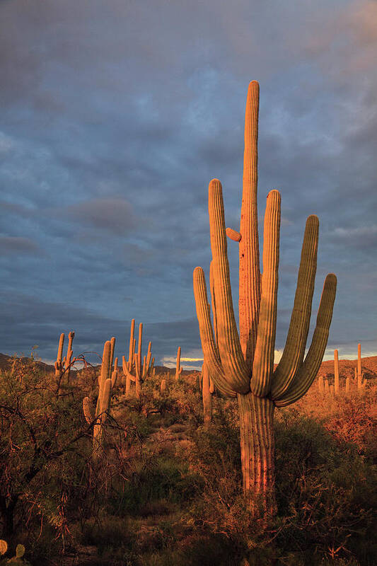 Saguaro Cactus Art Print featuring the photograph Usa, Arizona, Tucson, Saguaro National #7 by Michele Falzone