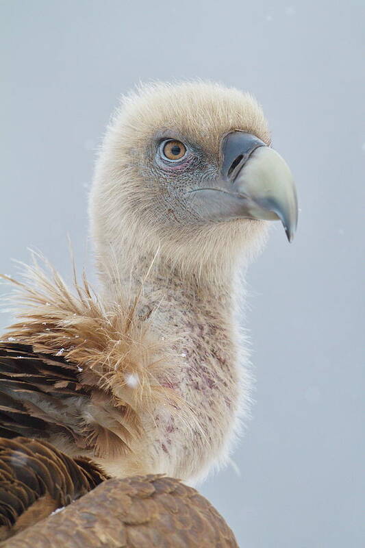 Vulture Art Print featuring the photograph Sai Arrea #8 by Natura Argazkitan