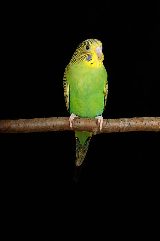 American Budgie Art Print featuring the photograph Budgerigar Melopsittacus Undulatus #9 by David Kenny