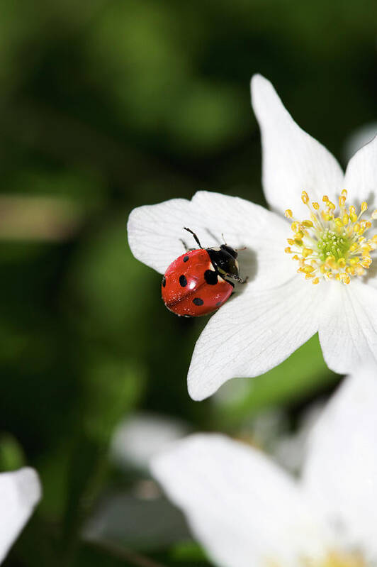 Sweden Art Print featuring the photograph A Ladybird On A Wood Anemone Stockholm by Plattform