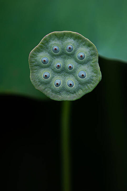 Green Art Print featuring the photograph A Lotus by Yanny Liu