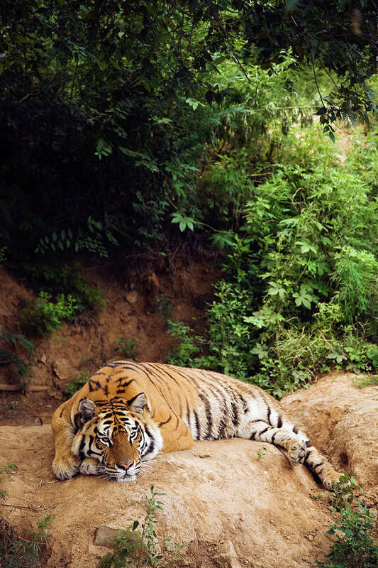 Badaling Art Print featuring the photograph A Tiger Relaxing On A Rock by Richard Ross