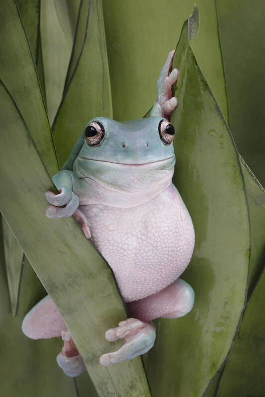 Frog Art Print featuring the photograph A Whites Tree Frogs Pose by Linda D Lester