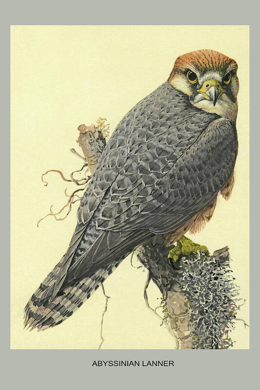 Birds Art Print featuring the painting Abyssinian Lanner by Louis Agassiz Fuertes