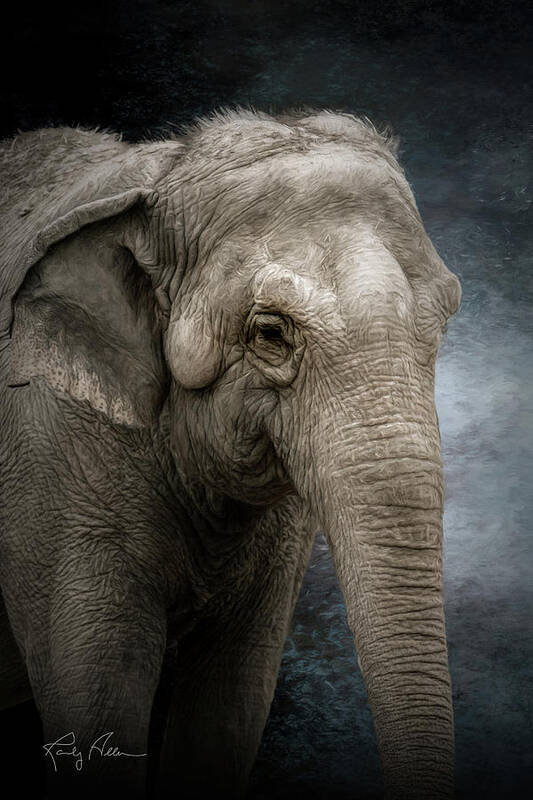 Elephant Art Print featuring the photograph Adult Elephant by Randall Allen