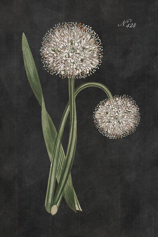Allium Art Print featuring the mixed media Allium II On Black by Wild Apple Portfolio