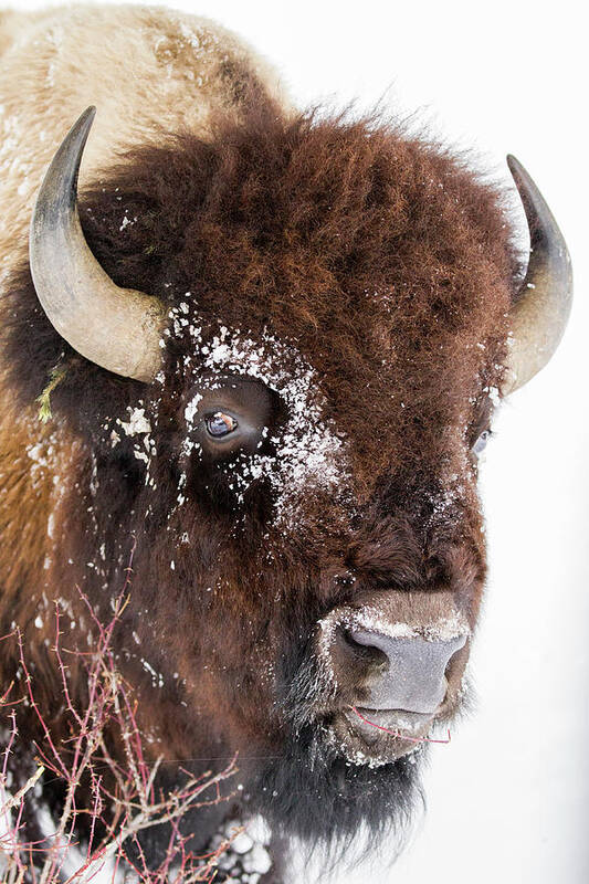 Sebastian Kennerknecht Art Print featuring the photograph American Bison Bull Browsing, Yellowstone by Sebastian Kennerknecht